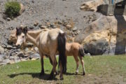 Charang at Upper Mustang Trekking