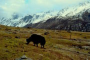 Yak at Langtang Valley Trekking