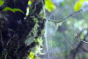 Spider Web on Mardi Trekking
