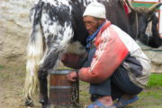 Local Yak herder in Everest Region
