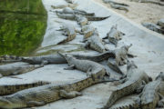 Crocodile Breeding Center Nepal