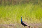 Chitwan National Park Peacock