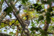 Bird sighting at Chitwan