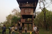 Tower Stay at Chitwan