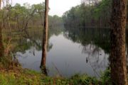 Chitwan Jungle Pond